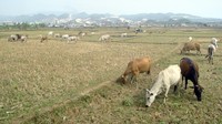 Sawah di desa Klapanunggal, Kabupaten Bogor, Jawa Barat pun mengalami gagal panen akibat kekurangan air akibat musim kemarau yang terjadi sejak tiga bulan terakhir. Antara Foto/Arif Firmansyah.