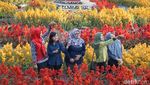 Taman Bunga Magelang Ala Keukenhof