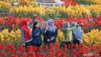 Taman cantik ini hanya membutuhkan waktu tiga bulan dari penanaman sampai bermekaran. Kamu akan dibuat betah untuk foto-foto. (Pertiwi/detikTravel)