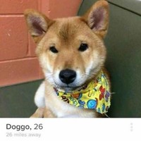 Wanita dikatakan tertarik dengan pria yang suka binatang, terutama anjing. Karena itu, pria ini memakai seekor anjing untuk mewakili dirinya. Foto: Imgur/youandmeandrainbows