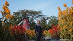 Taman Bunga Magelang Ala Keukenhof