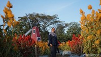 Bagi sebagian wisatawan, taman bunga celosia mungkin sudah tidak asing lagi, mengingat banyak daerah juga memiliki taman serupa. Namun Taman Ramadhanu memiliki spot cantik untuk berfoto. (Pertiwi/detikTravel)