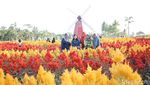 Taman Bunga Magelang Ala Keukenhof