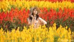 Taman Bunga Magelang Ala Keukenhof