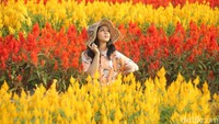 Adapun harga tiket yang dipatok oleh pengelola cukup terjangkau. Yaitu Rp 8 ribu untuk dewasa dan Rp 5 ribu untuk anak-anak. (Pertiwi/detikTravel)