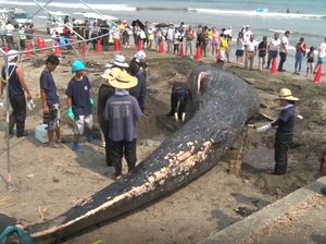 Hiks! Paus Biru Mati Terdampar di Pantai Jepang