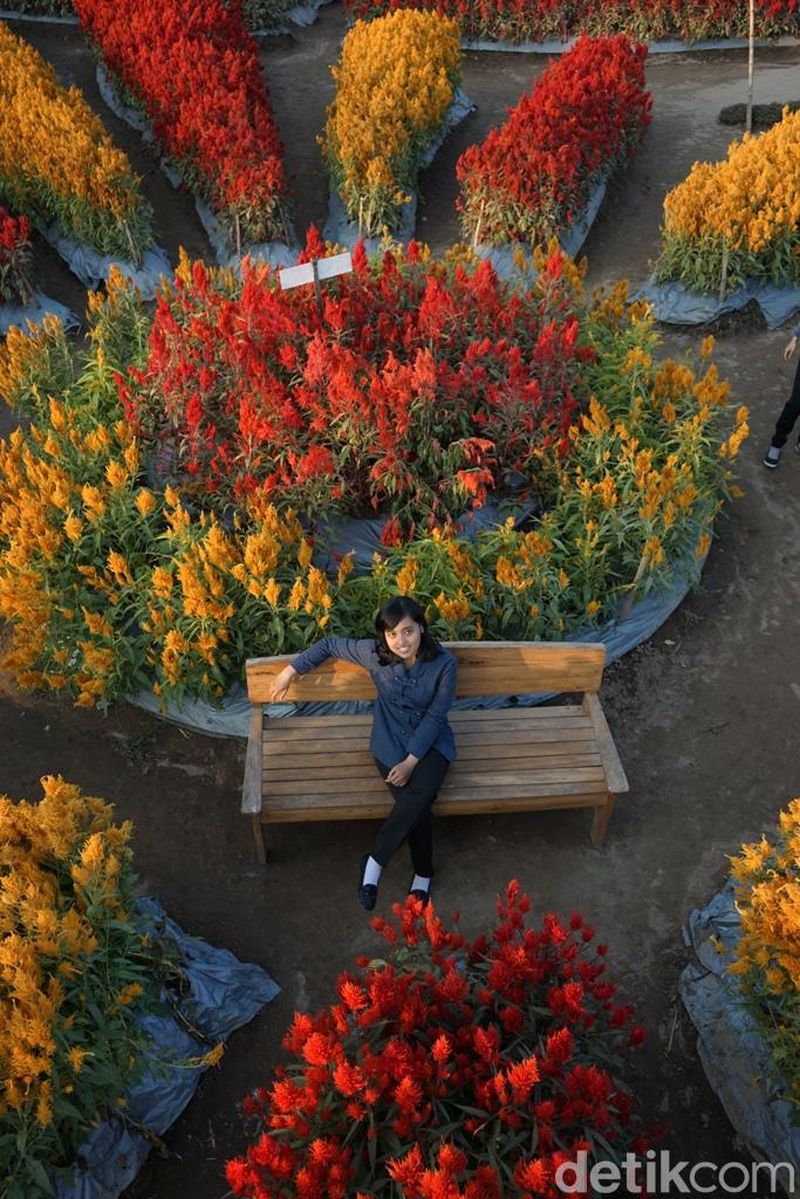 Taman Bunga Magelang Ala Keukenhof