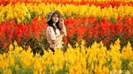 Taman Bunga Magelang Ala Keukenhof