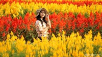 Usai dilaunching secara resmi, pengunjung datang silih berganti untuk sekedar menikmati berswafoto di tengah hamparan bunga celosia atau yang dikenal warga dengan sebutan bunga jengger ayam ini. (Pertiwi/detikTravel)