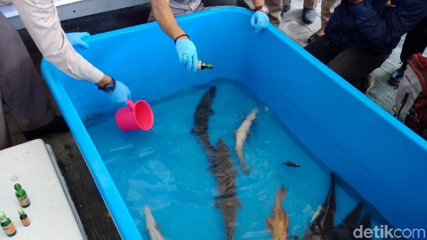 Ikan-ikan Berbahaya di Yogyakarta Dimusnahkan