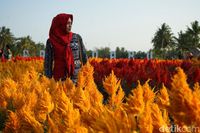 Bukan Di Belanda Ini Taman Bunga Ramadhanu Magelang