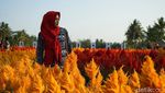 Taman Bunga Magelang Ala Keukenhof