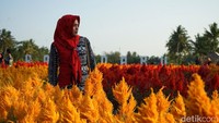 Berlokasi di Dusun Danurojo, Desa Jamus Kauman, Kecamatan Ngluwar, Kabupaten Magelang, taman ini menjadi tujuan kaum muda. Tidak hanya dari Magelang sekitar saja, namun juga luar daerah. (Pertiwi/detikTravel)
