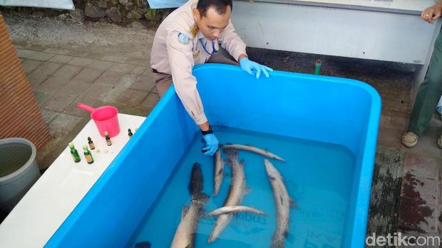 Ikan berbahaya di Yogyakarta dimusnahkan. 