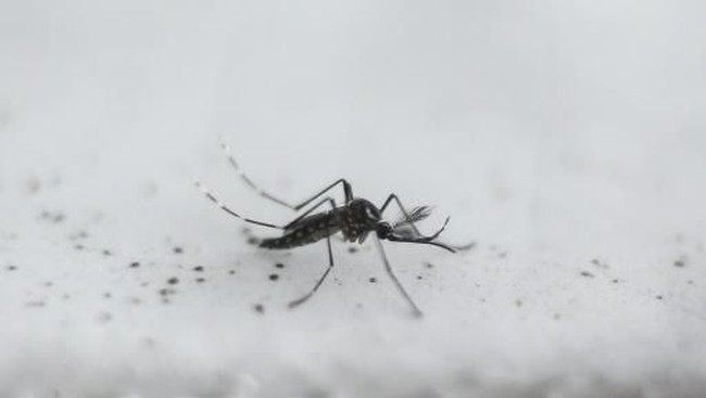 5 Penyakit Mematikan yang Bisa Ditularkan Gigitan Nyamuk