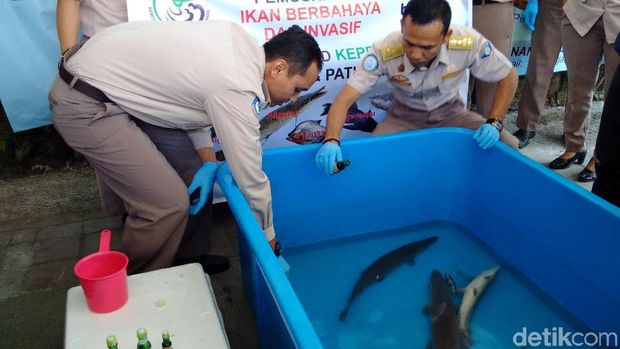 Ikan berbahaya di Yogyakarta dimusnahkan. 