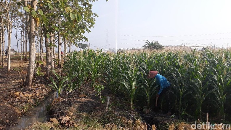 Semburan Air Berpasir yang Gegerkan Ngawi Sempat Berhenti Semburan Air Berpasir yang Gegerkan Ngawi Sempat Berhenti