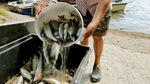 Ganasnya Gelombang Panas di Swiss Bikin 1 Ton Ikan Mati
