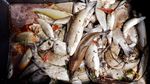 Ganasnya Gelombang Panas di Swiss Bikin 1 Ton Ikan Mati