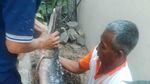 Karena Berbahaya, 18 Ekor Ikan Aligator Dimusnahkan