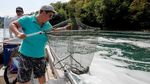 Ganasnya Gelombang Panas di Swiss Bikin 1 Ton Ikan Mati