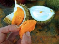 Gemas! Baby Durian yang Mungil Ini Bikin Nggak Tega Melahapnya
