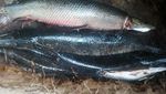 Karena Berbahaya, 18 Ekor Ikan Aligator Dimusnahkan