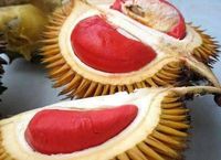 Gemas! Baby Durian yang Mungil Ini Bikin Nggak Tega Melahapnya