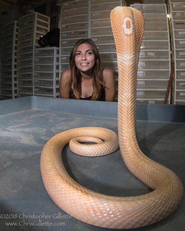 Selain buaya, Gabby juga akrab dengan hewan-hewan mengerikan lainnya. Salah satunya adalah ular jenis kobra ini, di mana dia asyik berfoto dengannya. Foto: Instagram @ gabbynikolle
