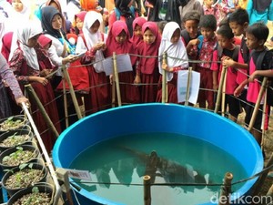2 Aligator yang Selamat dari Pemusnahan Dipamerkan