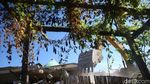 Evakuasi Korban Gempa yang Tertimbun Bangunan Masjid