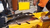 Pemusnahan ini dilakukan untuk menekan populasi ikan berbahaya asal sungai amazon tersebut. Karena bila dibiarkan dipelihara dikhawatirkan lepas ke perairan Indonesia, dapat merusak ekosistem perairan. Pool/SKIPM Cirebon.