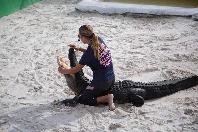 Dalam kesehariannya, Gabby Scampone bekerja sebagai sukarelawan di Everglades Holiday Park, Florida dan menjadi ‘penyelamat’ buaya yang keluar dari habitatnya. Di Everglades Holiday Park, dia memiliki jadwal tampil harian sebagai penakluk buaya. Saat tampil wanita 22 tahun ini juga selalu memberikan edukasi pada penonton shownya tentang buaya. Foto: Instagram @ gabbynikolle