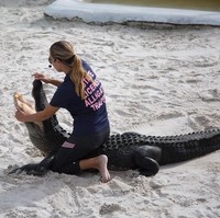 Dalam kesehariannya, Gabby Scampone bekerja sebagai sukarelawan di Everglades Holiday Park, Florida dan menjadi ‘penyelamat’ buaya yang keluar dari habitatnya. Di Everglades Holiday Park, dia memiliki jadwal tampil harian sebagai penakluk buaya. Saat tampil wanita 22 tahun ini juga selalu memberikan edukasi pada penonton shownya tentang buaya. Foto: Instagram @ gabbynikolle