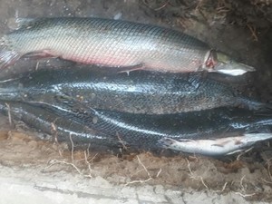Pemusnahan 18 Ikan Aligator: Dibekukan, Dipotong dan Dikubur