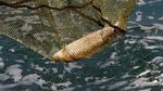 Ganasnya Gelombang Panas di Swiss Bikin 1 Ton Ikan Mati