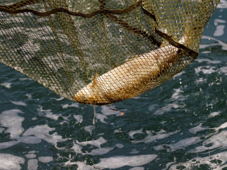 Kasihan! Satu Ton Ikan di Swiss Mati Akibat Gelombang Panas Kasihan! Satu Ton Ikan di Swiss Mati Akibat Gelombang Panas