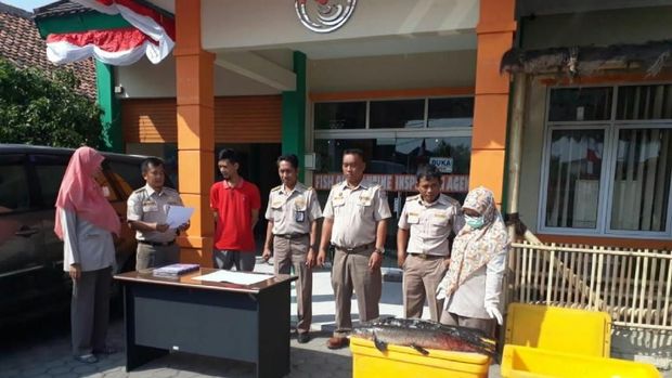Pemusnahan 18 Ikan Aligator: Dibekukan, Dipotong dan Dikubur