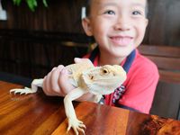 Di Kafe Ini, Bisa Minum Kopi Sambil Bermain dengan Kalajengking dan Tarantula