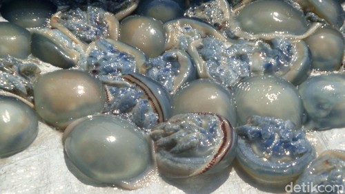 Ubur-ubur di Pantai Selatan Cilacap, Rabu (8/8/2018).