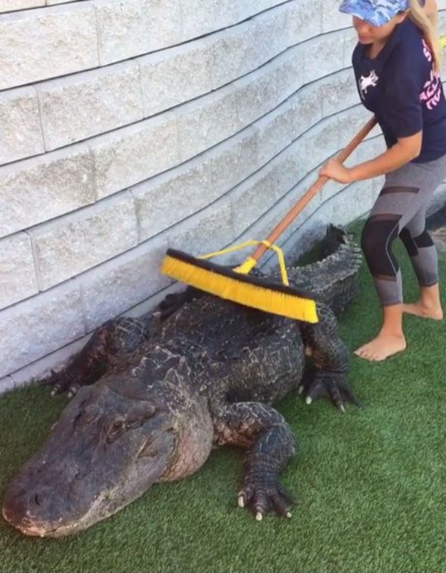 Ini adalah salah satu aksinya yang menjadi viral setelah diunggah oleh akun Instagram 9Gag. Gabby terlihat sedang menggaruk-garuk tubuh salah satu ‘teman’ buayanya yang bernama Seven, menggunakan sikat besar. Dia terlihat sudah biasa melakukan aktivitas tersebut. Foto: Dok. Instagram