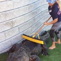 Ini adalah salah satu aksinya yang menjadi viral setelah diunggah oleh akun Instagram 9Gag. Gabby terlihat sedang menggaruk-garuk tubuh salah satu ‘teman’ buayanya yang bernama Seven, menggunakan sikat besar. Dia terlihat sudah biasa melakukan aktivitas tersebut. Foto: Dok. Instagram