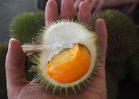 Gemas! Baby Durian yang Mungil Ini Bikin Nggak Tega Melahapnya