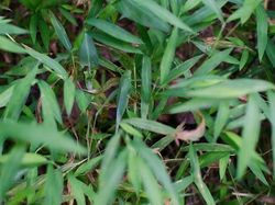 Kamuflase Hewan yang Mengecoh Mata