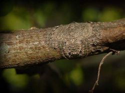 Kamuflase Hewan yang Mengecoh Mata