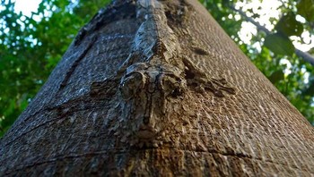 Tokek yang bisa berubah mengubah warna kulitnya seperti pohon. (Foto: Boredpanda)