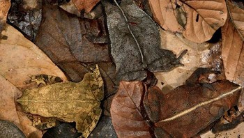 Ada tiga katak pada gambar ini, bisa tebak? (Foto: Boredpanda)