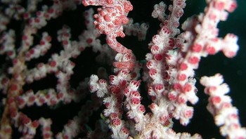 Kuda laut yang bisa menyerupai tumbuhan laut. (Foto: Boredpanda)