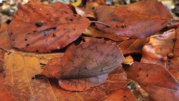 Mappet Leaf Moth jenis hewan serangga yang bisa menyerupai warna daun. (Foto: Boredpanda)