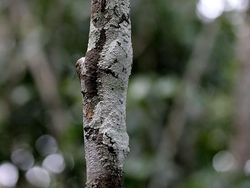 Kamuflase Hewan yang Mengecoh Mata